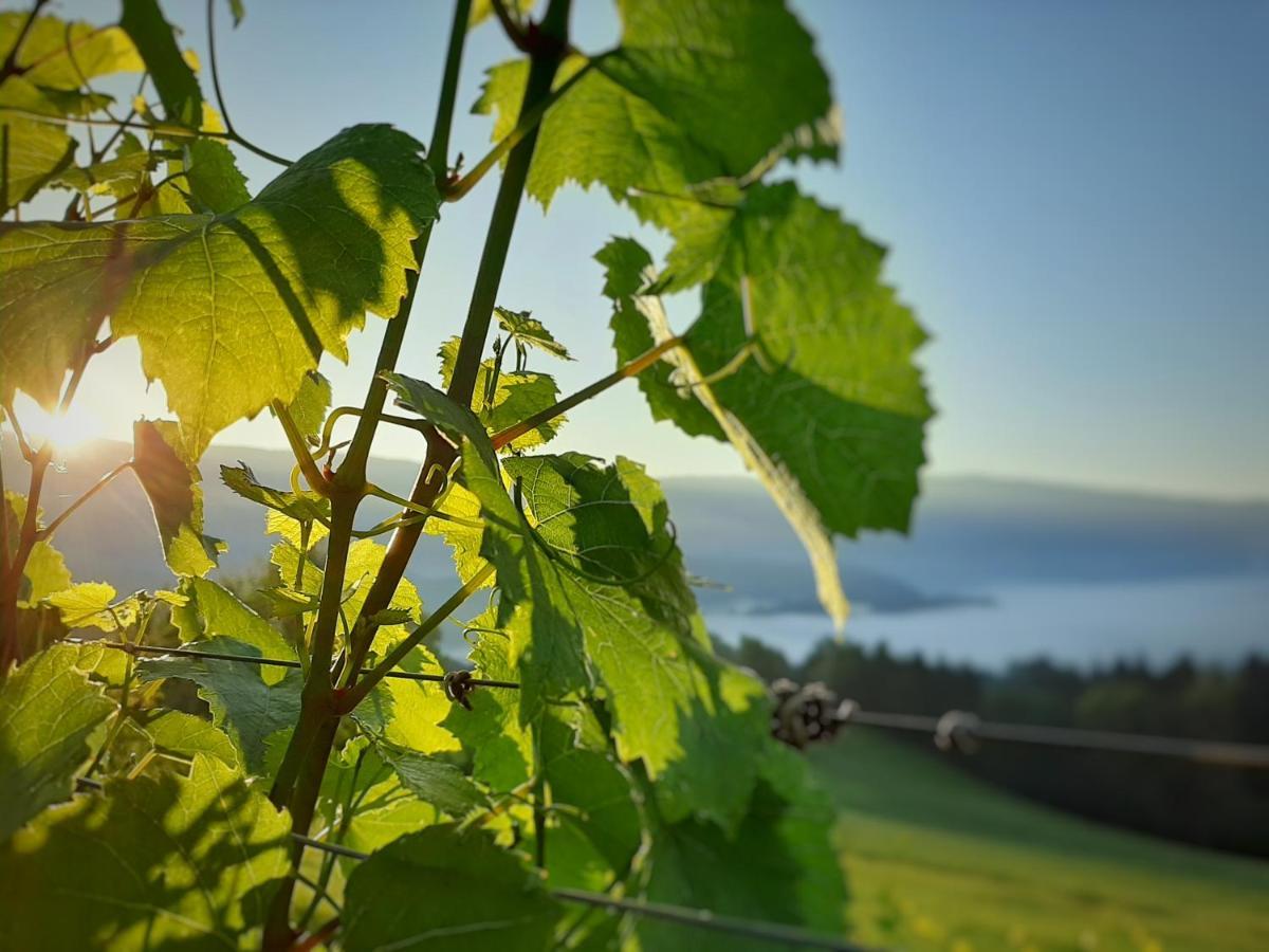 Auszeit Am Weinhof Lejlighed Loschental Eksteriør billede