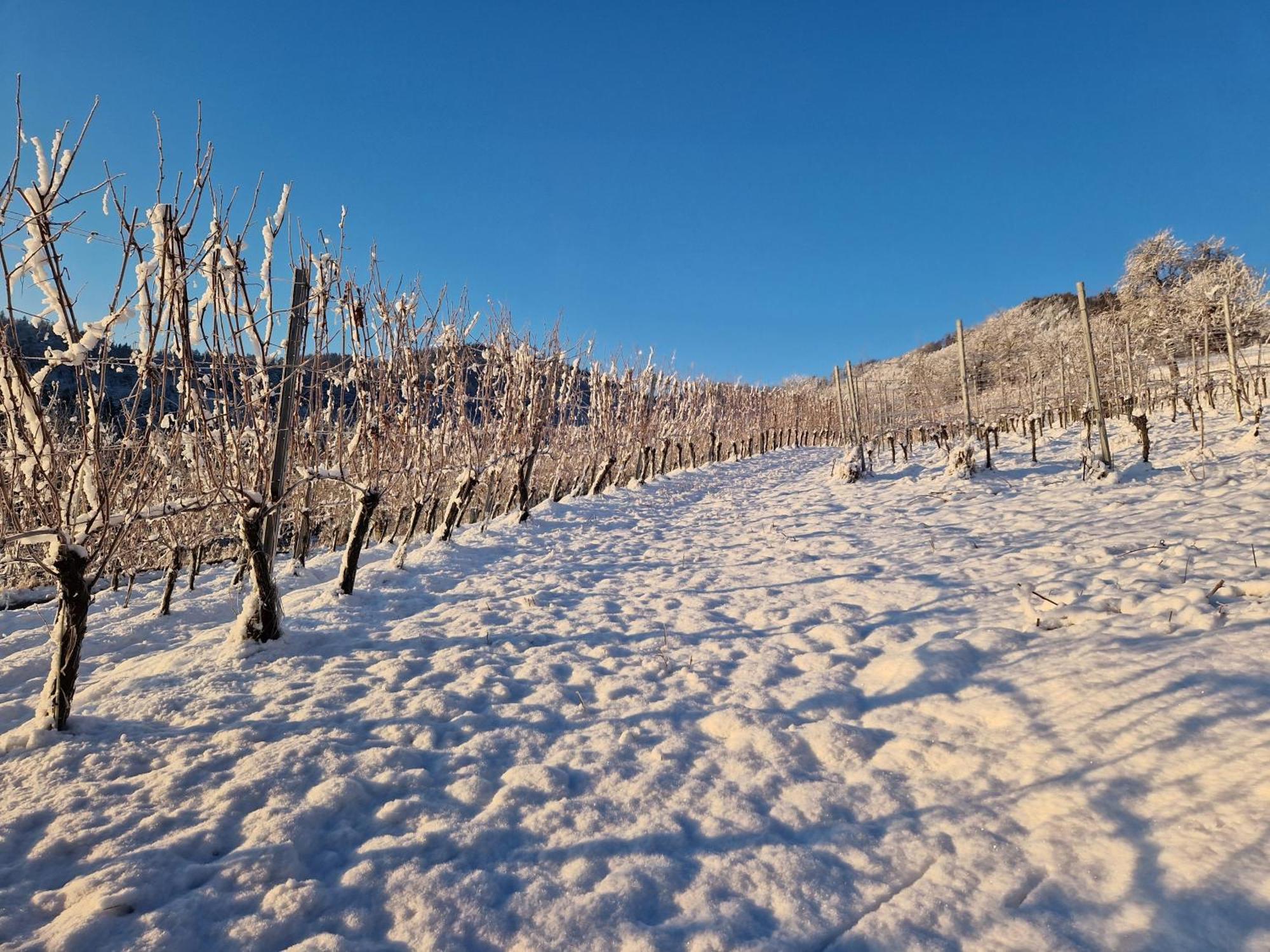 Auszeit Am Weinhof Lejlighed Loschental Eksteriør billede