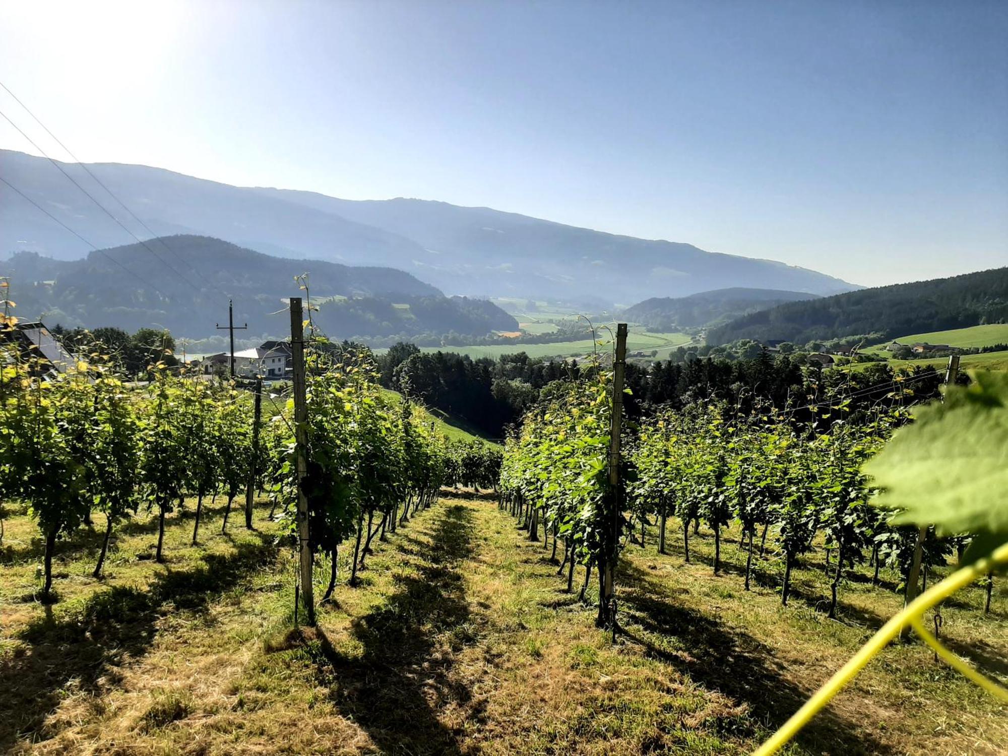 Auszeit Am Weinhof Lejlighed Loschental Eksteriør billede